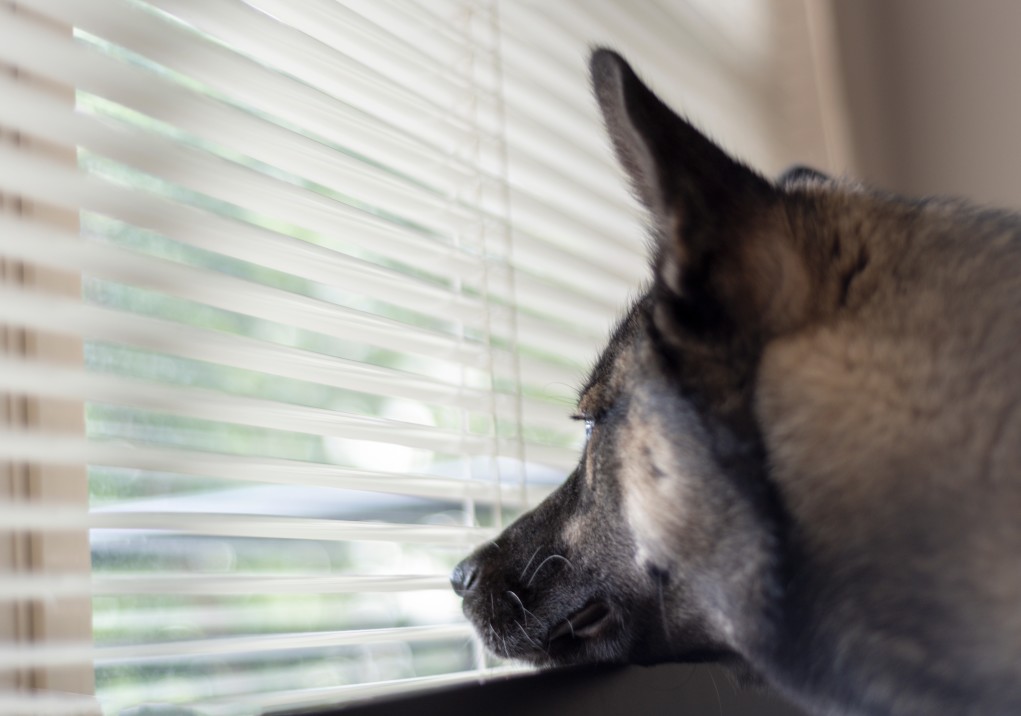 The Best Pet-Friendly Window Blinds Styles